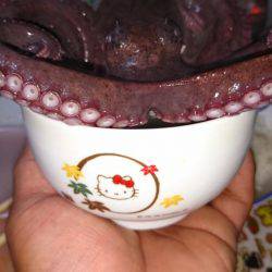 メバルリングでタコ