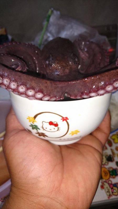 メバルリングでタコ