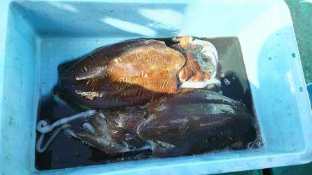 紋甲イカ&金フグ