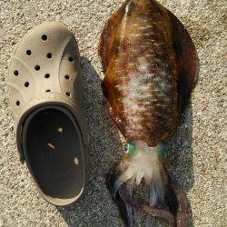 釣りはしやすい…