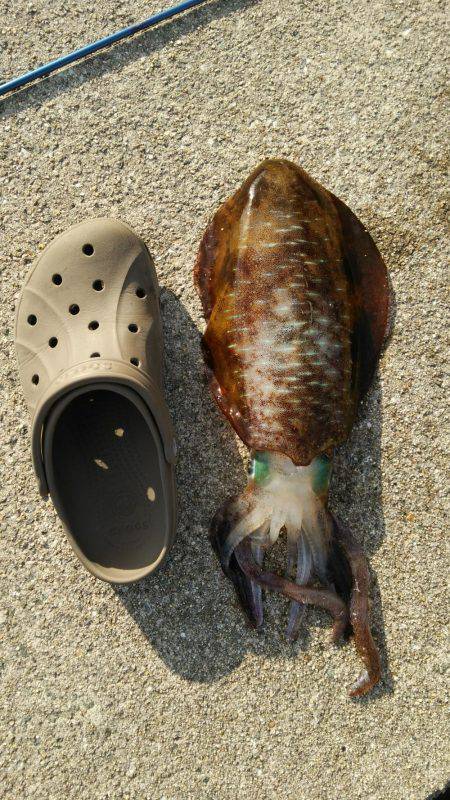 釣りはしやすい…