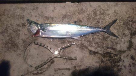 ベイトは極小イワシ