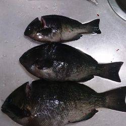 サヨリ狙いのはずが、、、