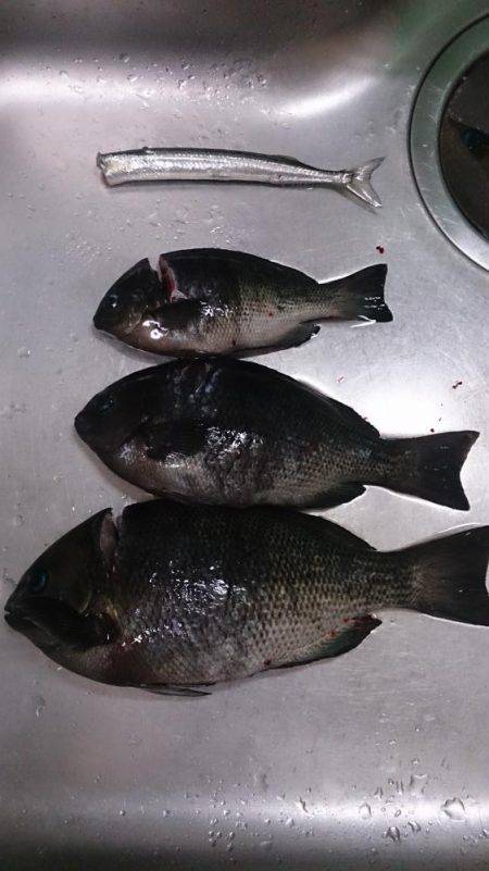 サヨリ狙いのはずが、、、