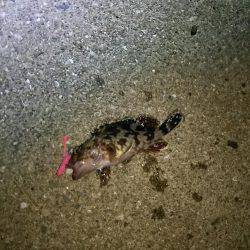 アジはまだいるのかな？