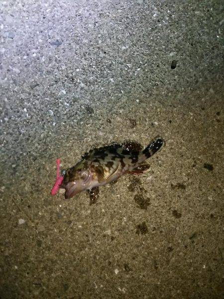 アジはまだいるのかな？