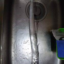 朝は春木ベランダで夜はとっとパークでタチウオ