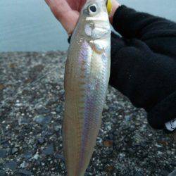 丸石港で雑魚釣り