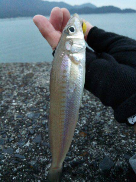 丸石港で雑魚釣り
