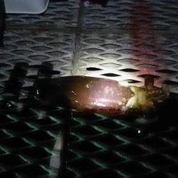 アジの泳がせ釣りでアオリイカ2杯GET