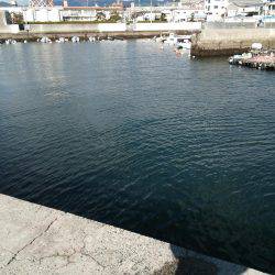 井口港でちょい投げに良型キス