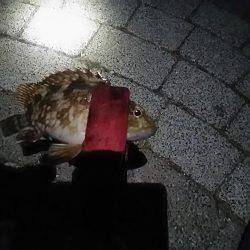 春木ベランダでタチウオ仕掛けにガッシー