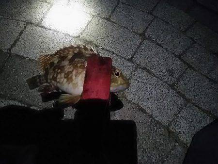 春木ベランダでタチウオ仕掛けにガッシー