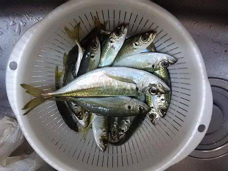 小アジ快調に釣れます