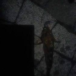 春木ベランダでタチウオ&ガシラ