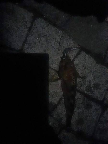 春木ベランダでタチウオ&ガシラ