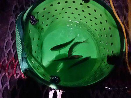 小アジ夕方じあいに入れ食い