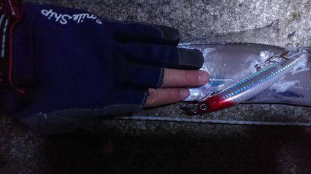 朝マヅメ、ミノーでタチウオ