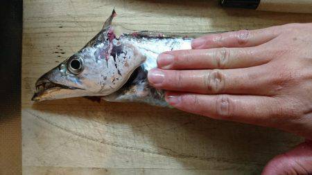 ルアーで太刀魚