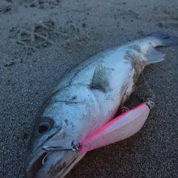 サーフシーバス