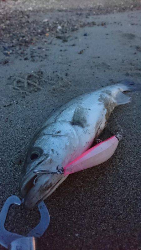 サーフシーバス