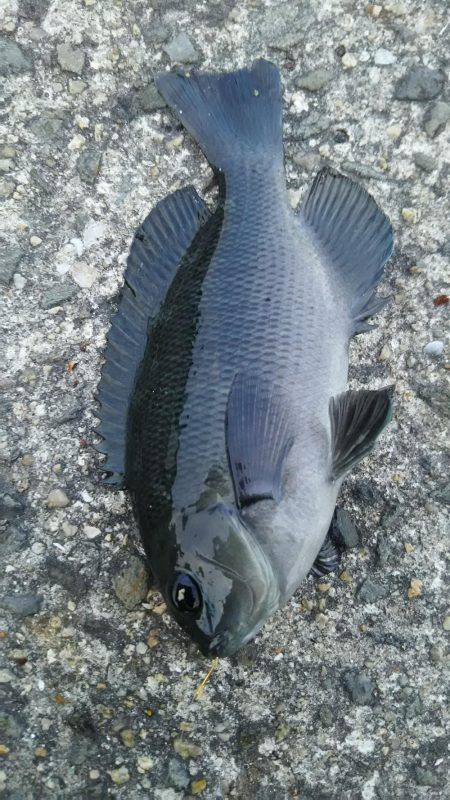 日中にまったりと