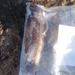 朝まずめ狙いでのアオリイカ