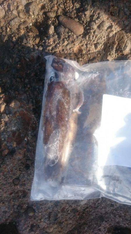 朝まずめ狙いでのアオリイカ