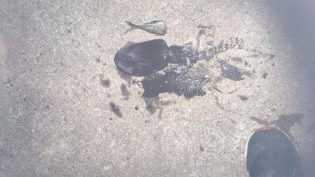 デカイアオリイカ狙いで行って来ました。