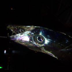 クリスマス釣行…