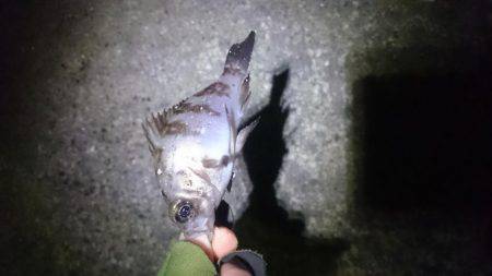 久しぶりにロック。