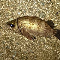 ヒイカエギング