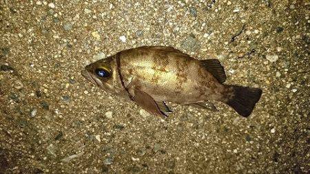 ヒイカエギング