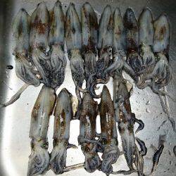 ヒイカエギング