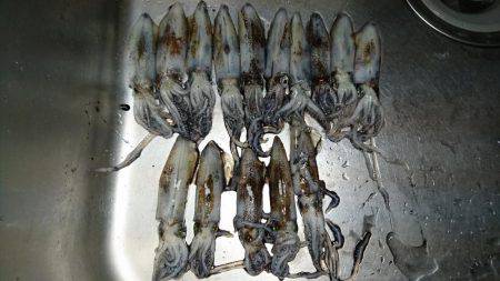 ヒイカエギング