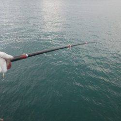 タチウオエサ釣り