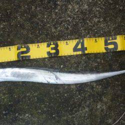 久しぶりに釣りに