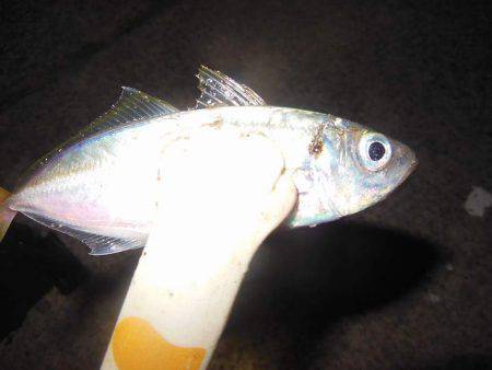 翌晩のプラクティスに試し釣り♪