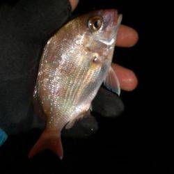 ロックフィッシュ調査