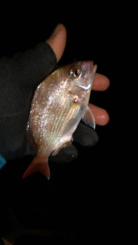 ロックフィッシュ調査