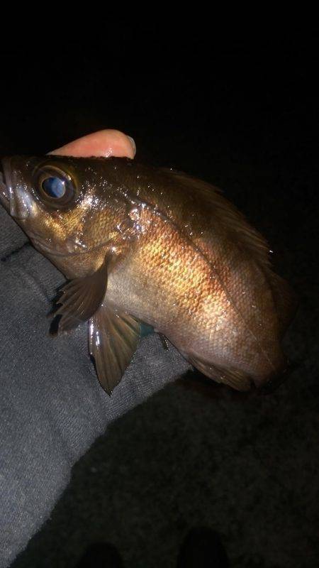 ロックフィッシュ調査