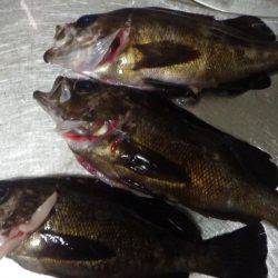 夕方からのメバル