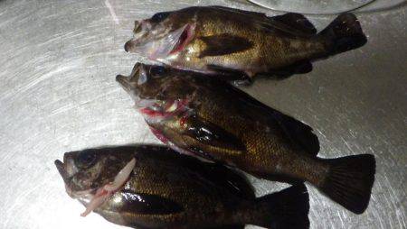 夕方からのメバル