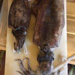 毎回コウイカ笑笑