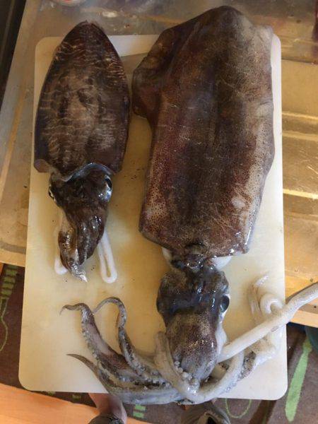 毎回コウイカ笑笑