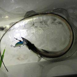 まだおったんか〜い