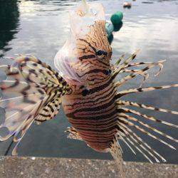 ライトロック!!!