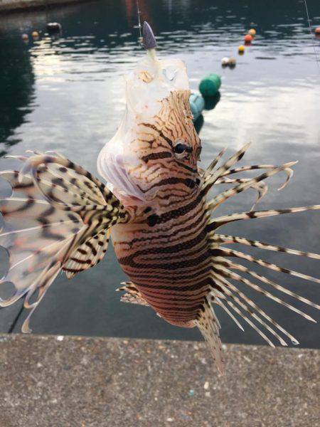 ライトロック!!!