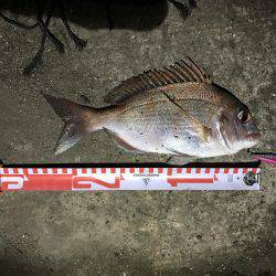 マイクロジグでの五目釣り。