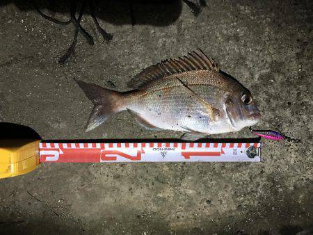 マイクロジグでの五目釣り。